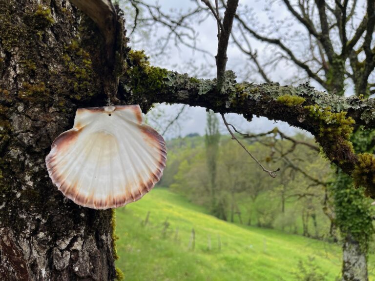 Coquille Saint Jacques sur le chemin